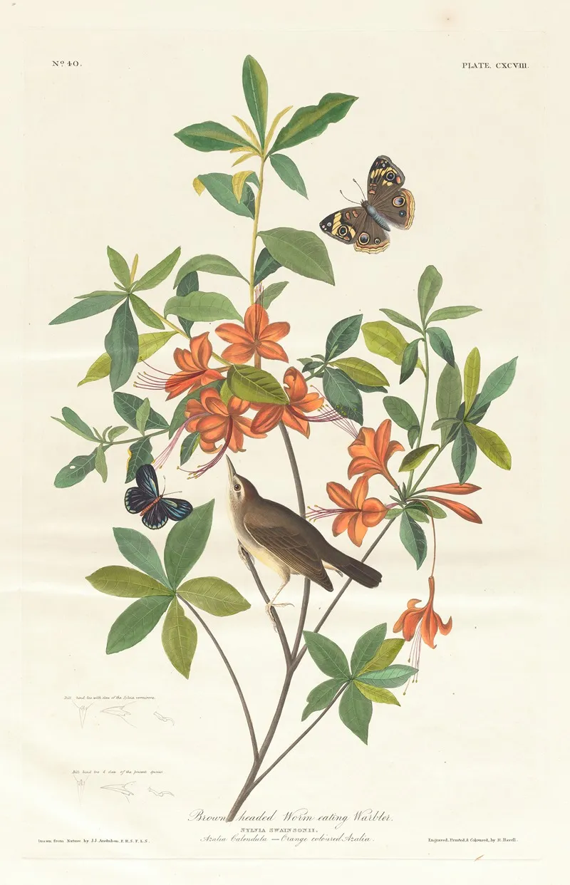 Brown Headed Worm Eating Warbler Wall Art by John James Audubon - High-Resolution Digital Print