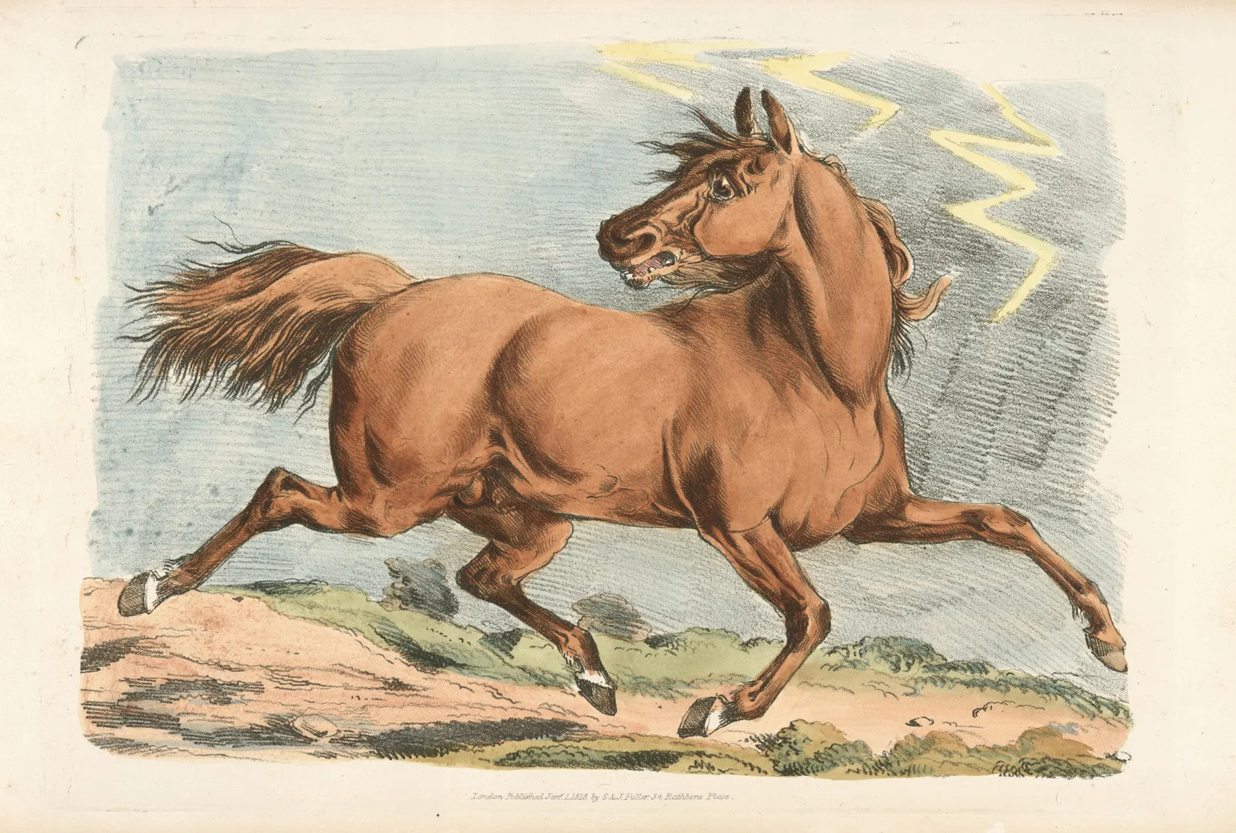 Brown Horse Running