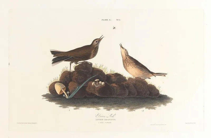 Brown Lark Wall Art by John James Audubon - High-Resolution Digital Print