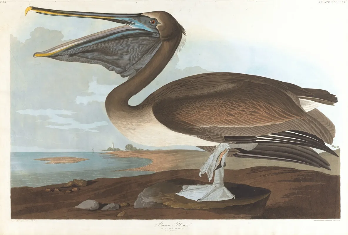 Brown Pelican Wall Art by John James Audubon - High-Resolution Digital Print