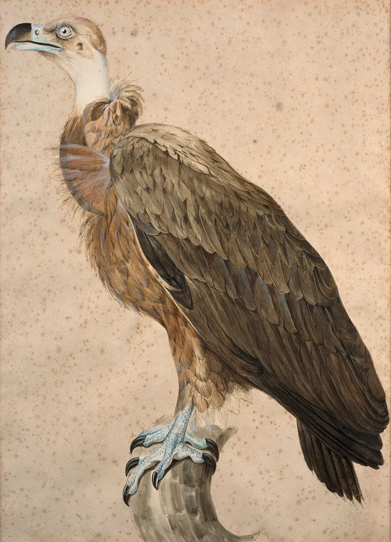 Brown Vulture Wall Art by Jacques Barraband - High-Resolution Digital Print