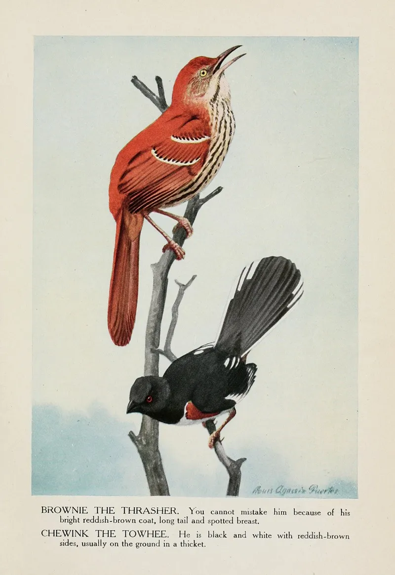 Brownie The Thrasher Chewink The Towhee Wall Art by Louis Agassiz Fuertes - High-Resolution Digital Print