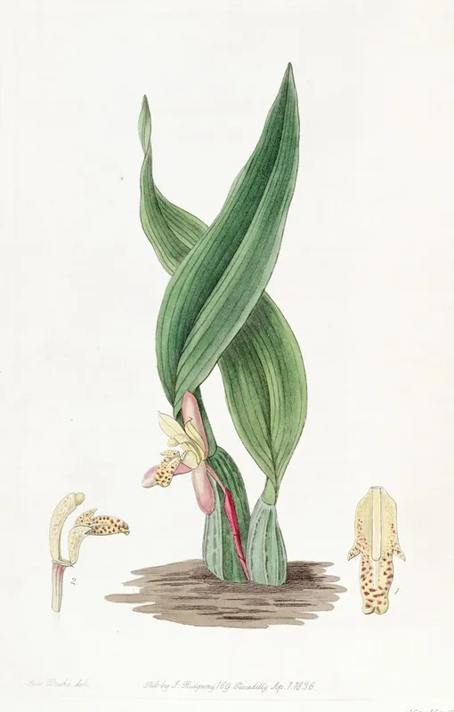 Brownish Maxillaria Wall Art by Sydenham Edwards - High-Resolution Digital Print