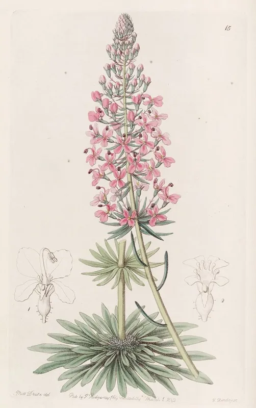 Browns Stylewort Wall Art by Sydenham Edwards - High-Resolution Digital Print