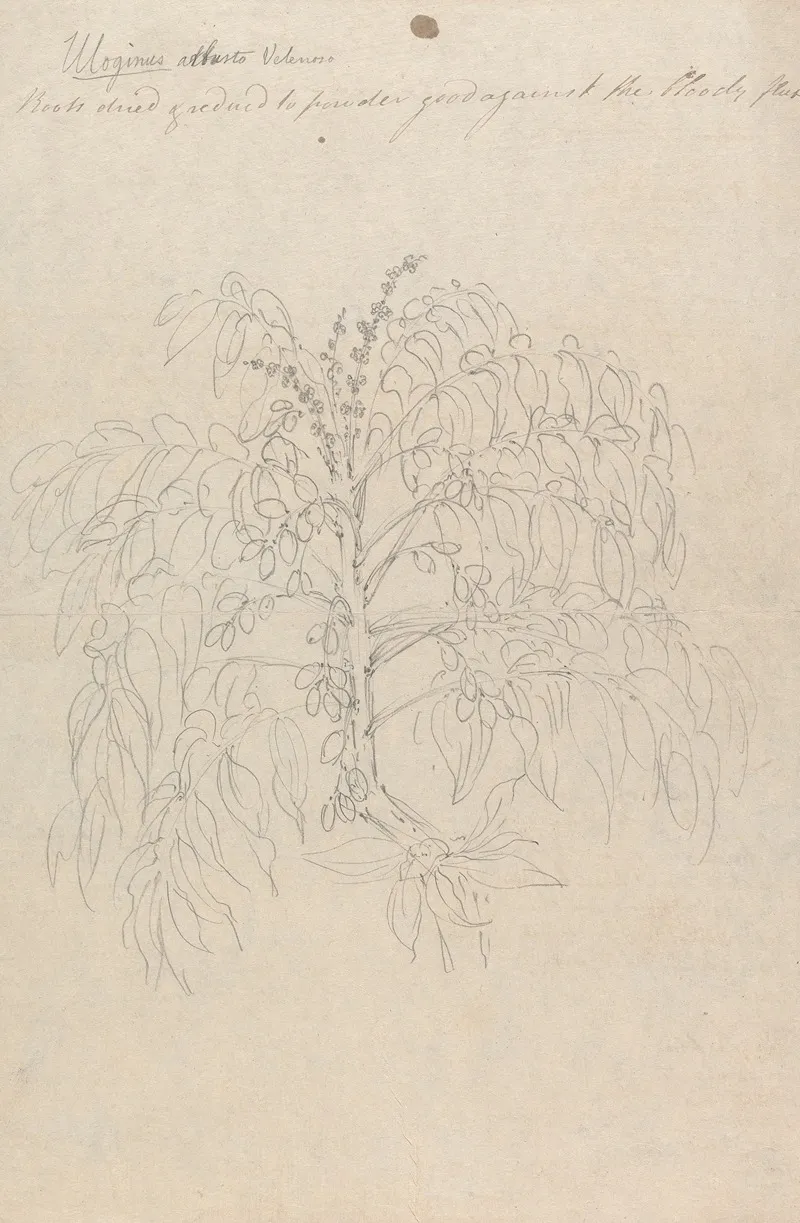 Brucea Antidysenterica