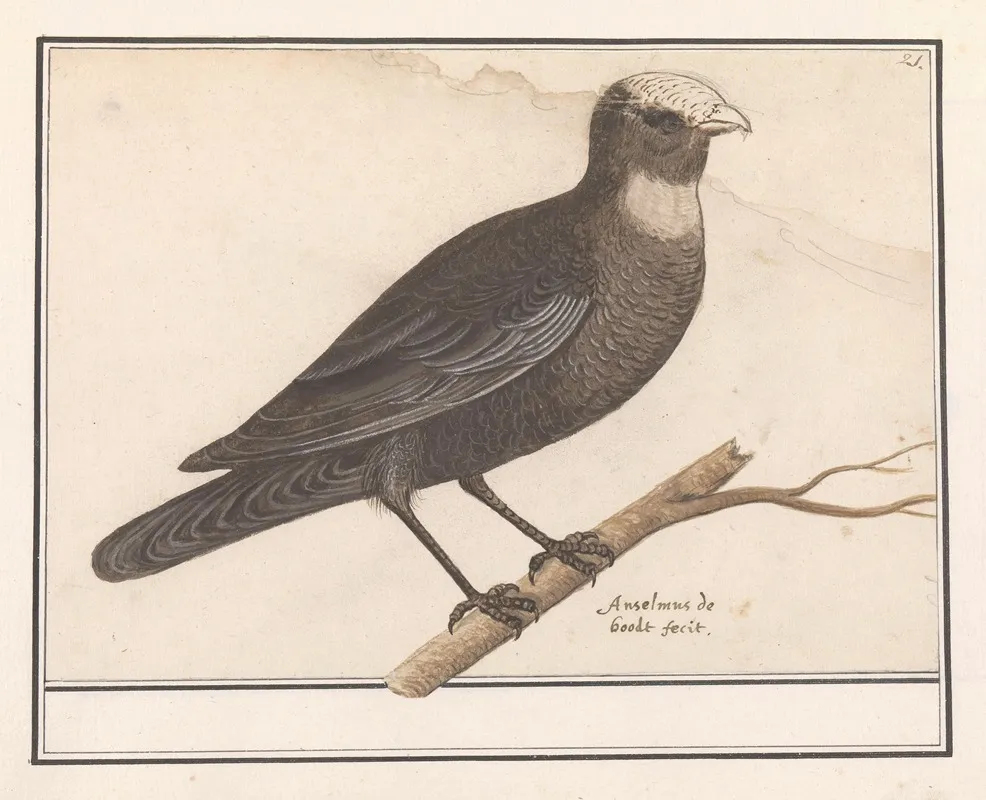 Bruine Kiekendief Circus Aeruginosus Wall Art by Anselmus Boëtius de Boodt - High-Resolution Digital Print