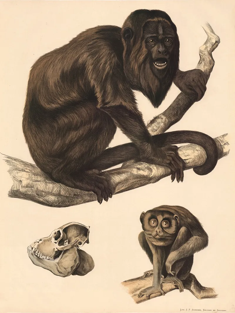 Brullaffe Mycetes Seniculus Kopfskelett Des Brullaffen Lori Stenops Gracilis Wall Art by Franz Engleder - High-Resolution Digital Print