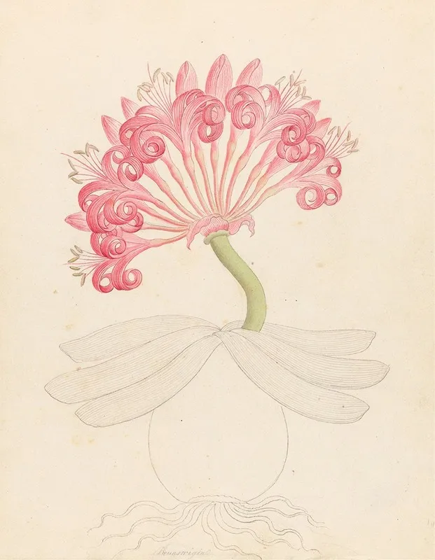 Brunswigia Ammocharis Coranica Wall Art by Clemenz Heinrich Wehdemann - High-Resolution Digital Print
