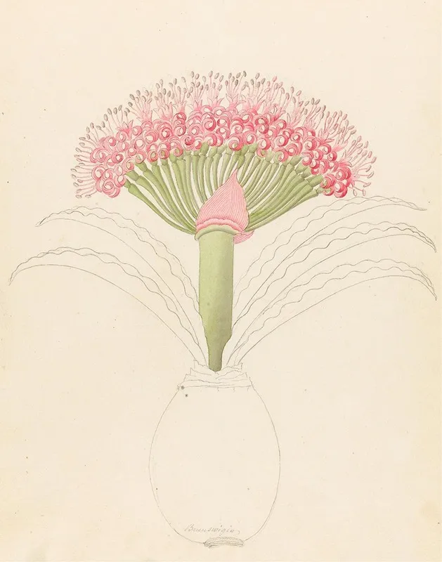 Brunswigia Brunsvigia Grandiflora Wall Art by Clemenz Heinrich Wehdemann - High-Resolution Digital Print