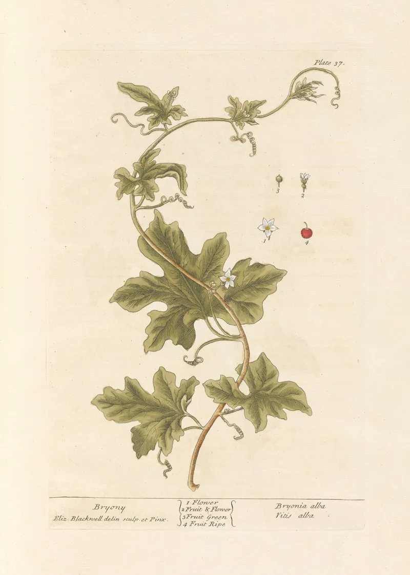 Bryony 2 Wall Art by Elizabeth Blackwell - High-Resolution Digital Print