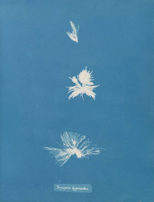 Bryopsis Hypnoides Wall Art by Anna Atkins - High-Resolution Digital Print
