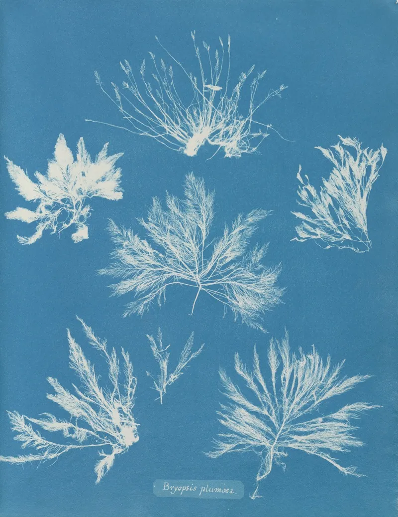 Bryopsis Plumosa Wall Art by Anna Atkins - High-Resolution Digital Print