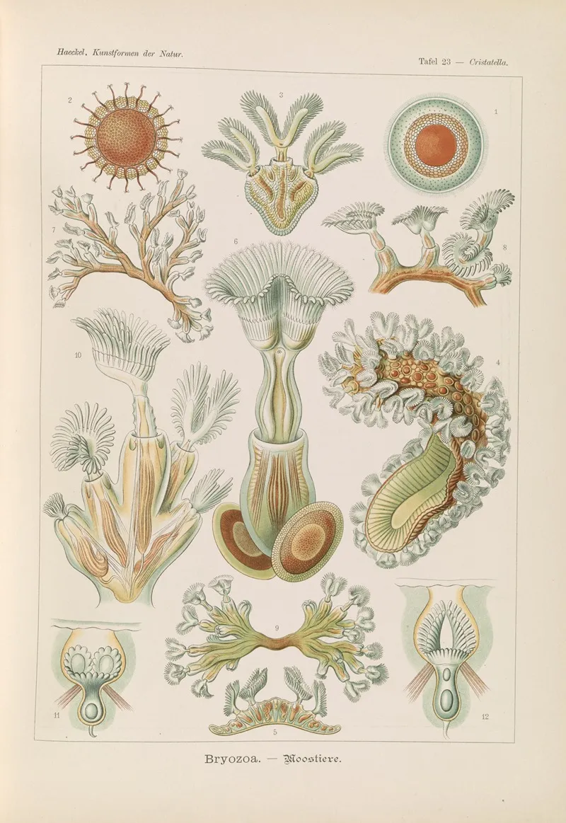 Bryozoa Moostiere Wall Art by Ernst Haeckel - High-Resolution Digital Print