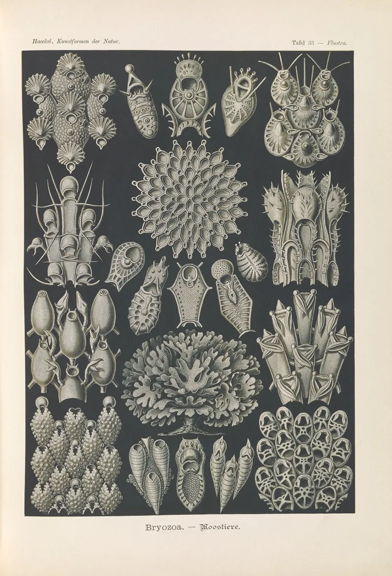 Bryozoa Woostiere Wall Art by Ernst Haeckel - High-Resolution Digital Print