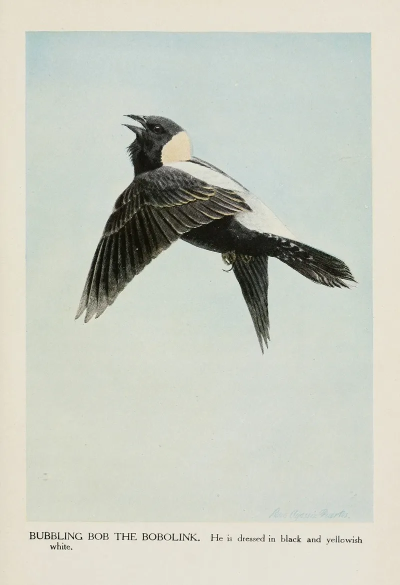 Bubbling Bob The Bobolink Wall Art by Louis Agassiz Fuertes - High-Resolution Digital Print