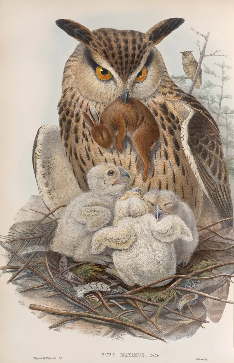 Bubo Maximus Eagle Owl Wall Art by John Gould - High-Resolution Digital Print