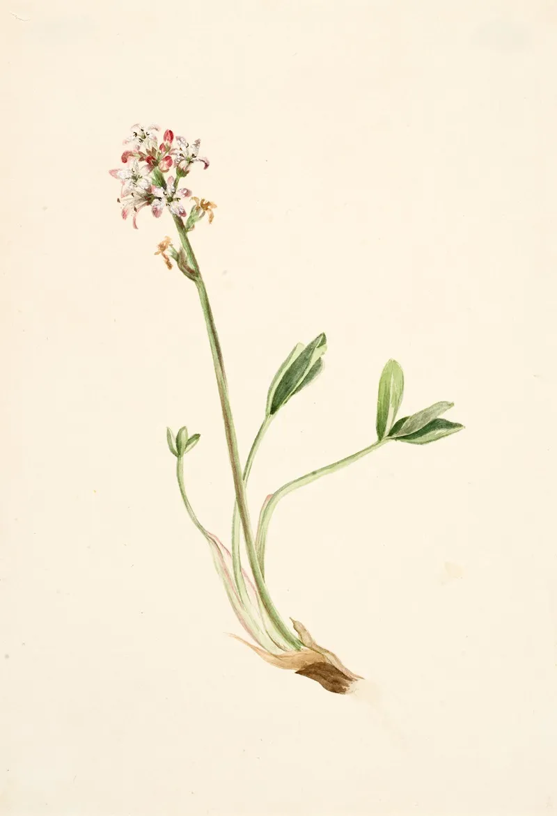 Buckbean Menyanthes Trifoliata