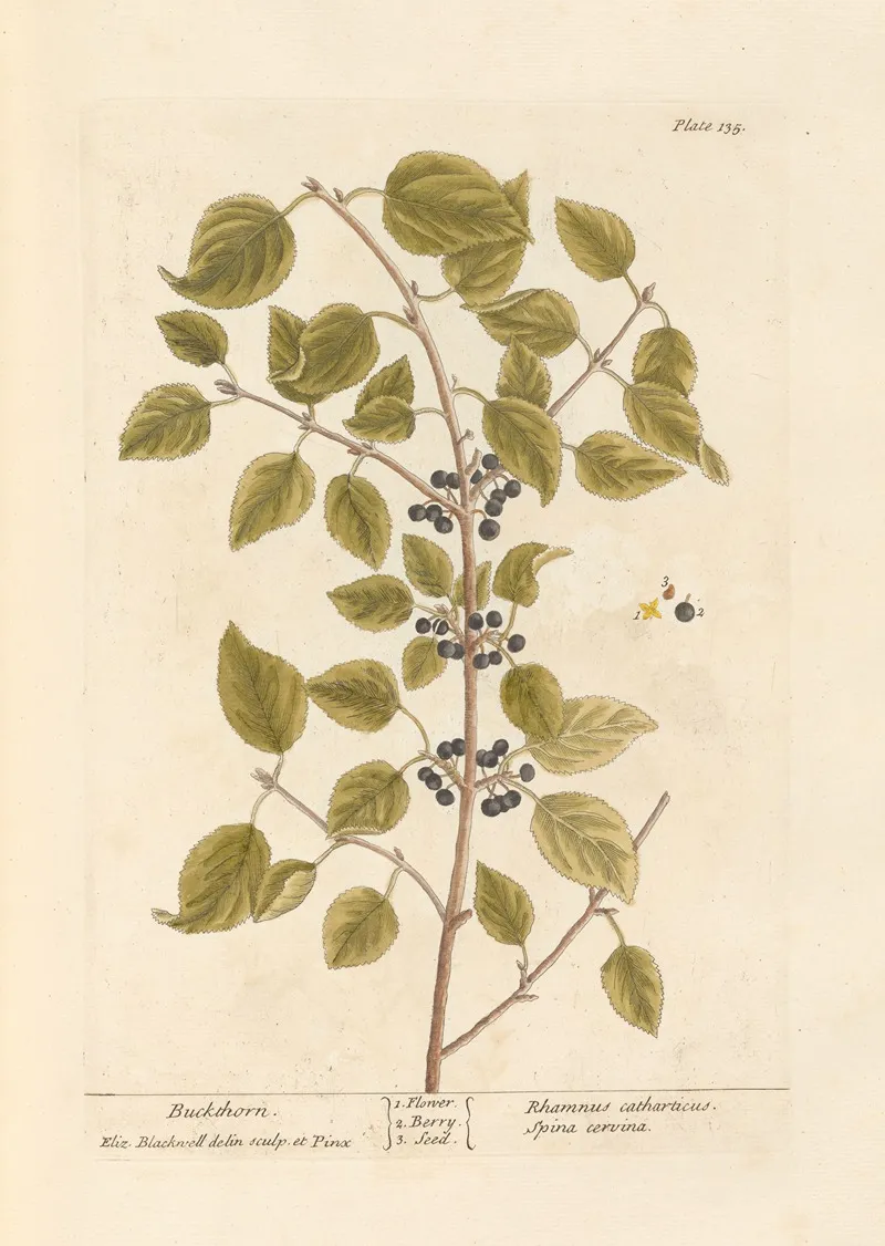 Buckthorn Wall Art by Elizabeth Blackwell - High-Resolution Digital Print