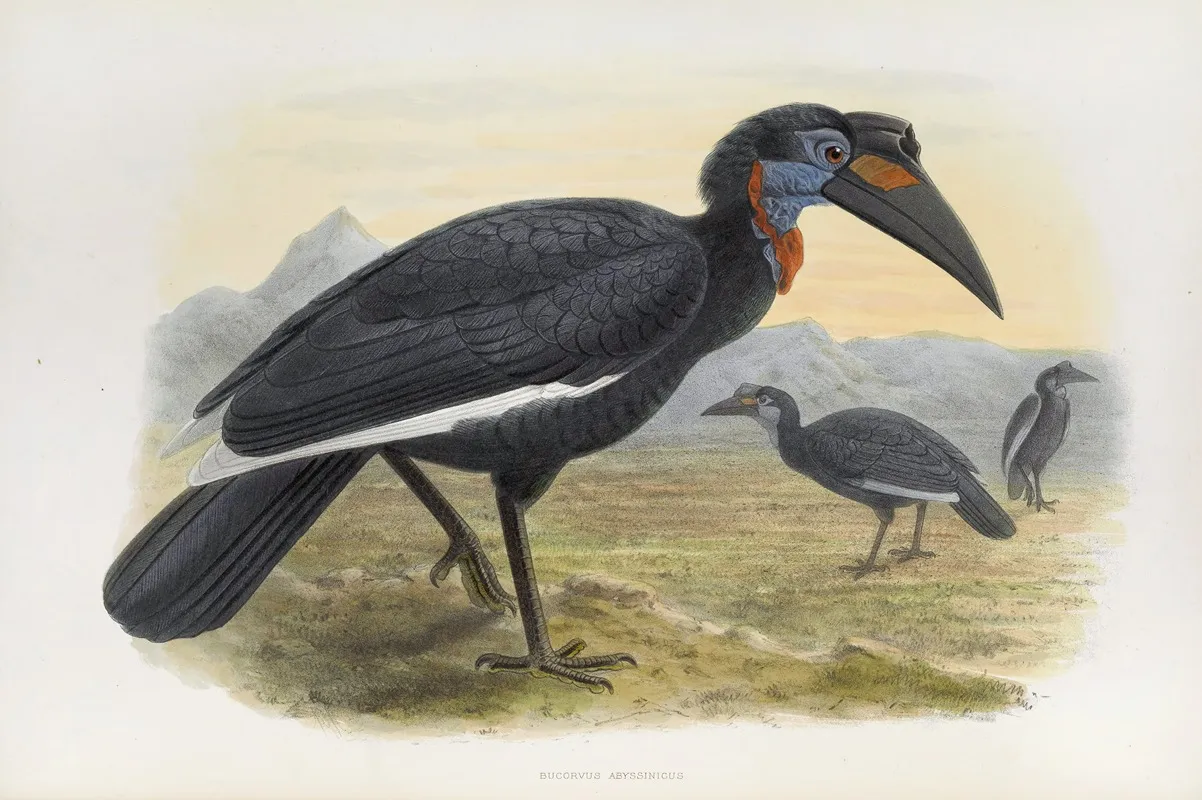 Bucorvus Abyssinicus Wall Art by Daniel Giraud Elliot - High-Resolution Digital Print