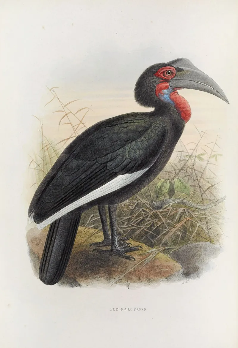 Bucorvus Cafer Wall Art by Daniel Giraud Elliot - High-Resolution Digital Print