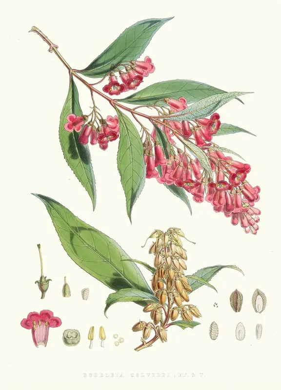 Buddleia Colvilei H F And T Wall Art by Walter Hood Fitch - High-Resolution Digital Print