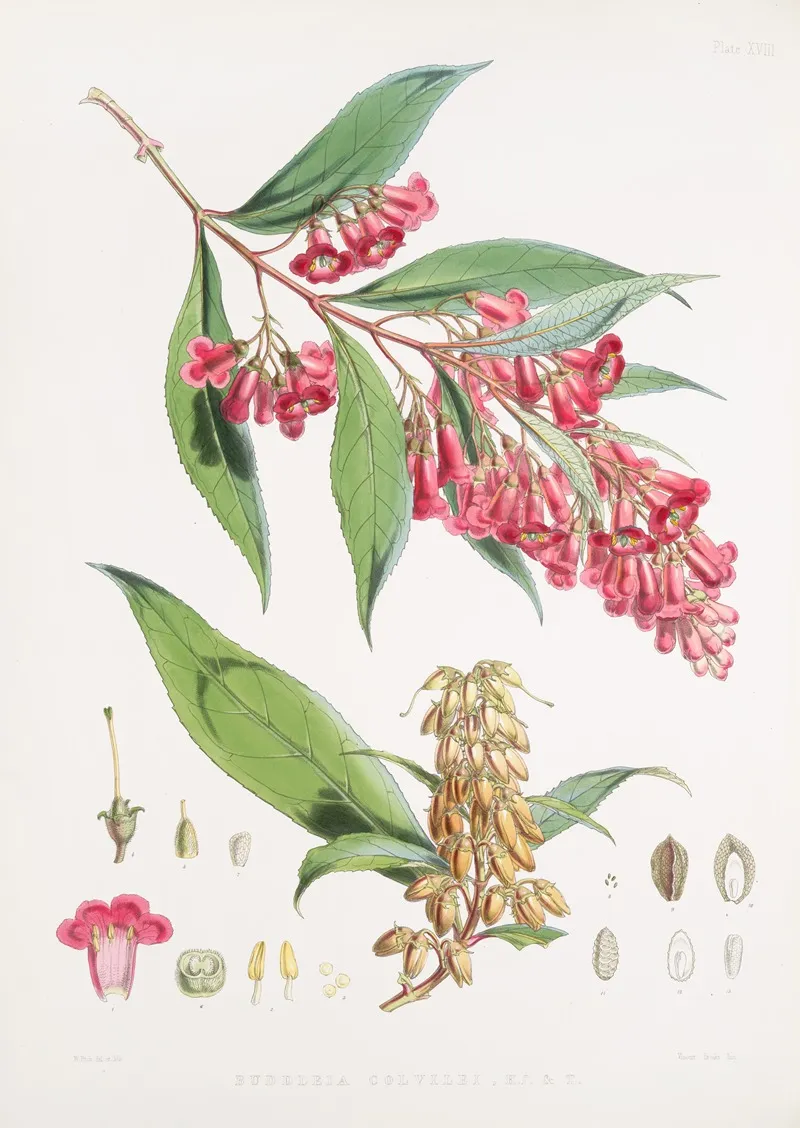 Buddleia Colvilei H F T Wall Art by Walter Hood Fitch - High-Resolution Digital Print