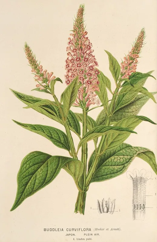 Buddleia Curviflora Wall Art by Charles Antoine Lemaire - High-Resolution Digital Print