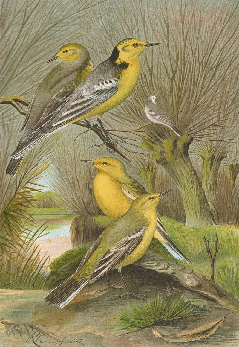 Budytes Citreolus Budytes Campestris Wall Art by Johann Friedrich Naumann - High-Resolution Digital Print