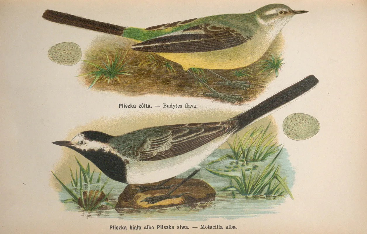 Budytes Flava Motacilla Alba Wall Art by Bohdan Dyakowski - High-Resolution Digital Print