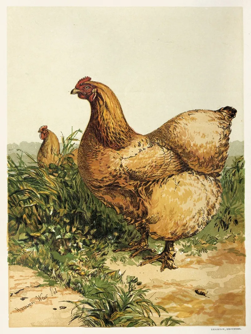 Buff Cochin Hen Wall Art by Harrison Weir - High-Resolution Digital Print