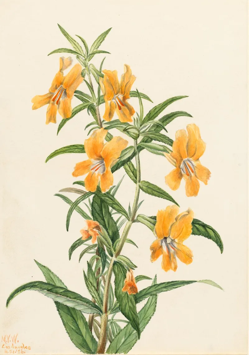Buff Monkeyflower Diplacus Longiflorus 2