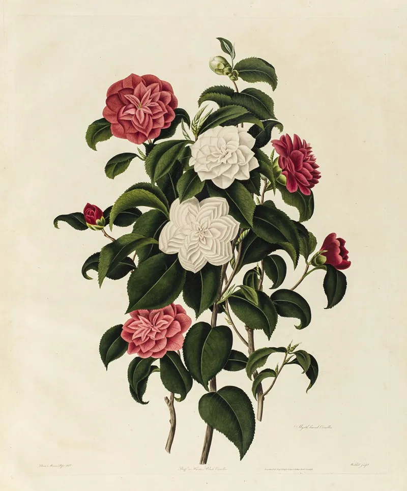 Buff Or Humes Blush Camellia Myrtle Leaved Camellia Wall Art by Clara Maria Pope - High-Resolution Digital Print
