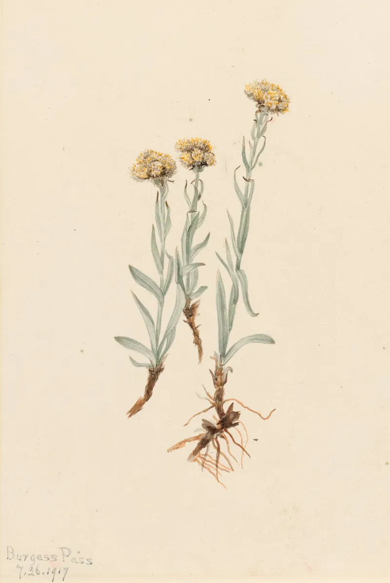 Buff Pussytoes Antennaria Luzuloides 2