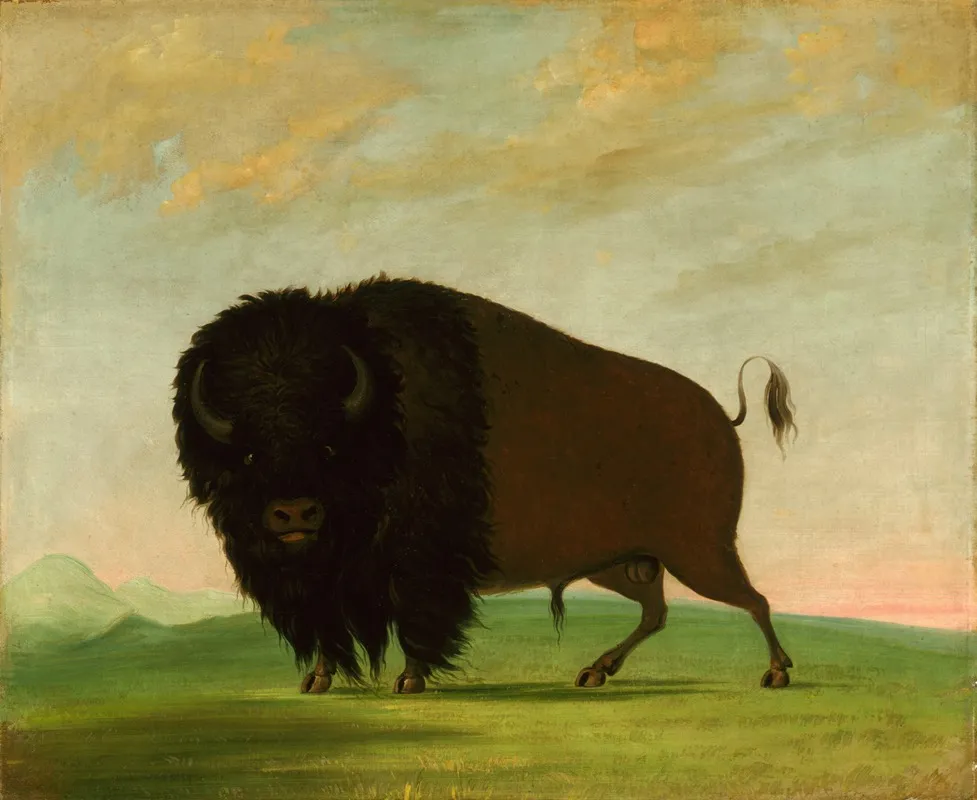 Buffalo Bull Grazing On The Prairie