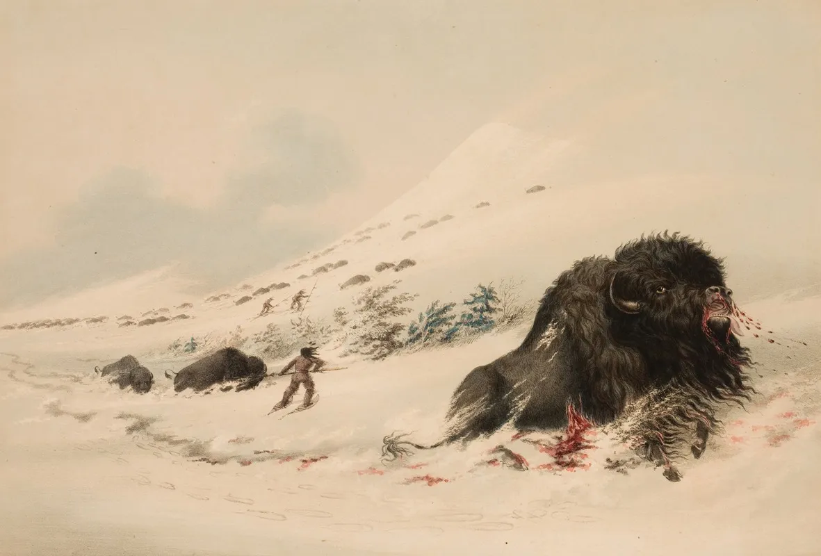 Buffalo Bull In Snow Drift