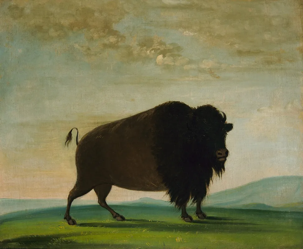 Buffalo Cow Grazing On The Prairie