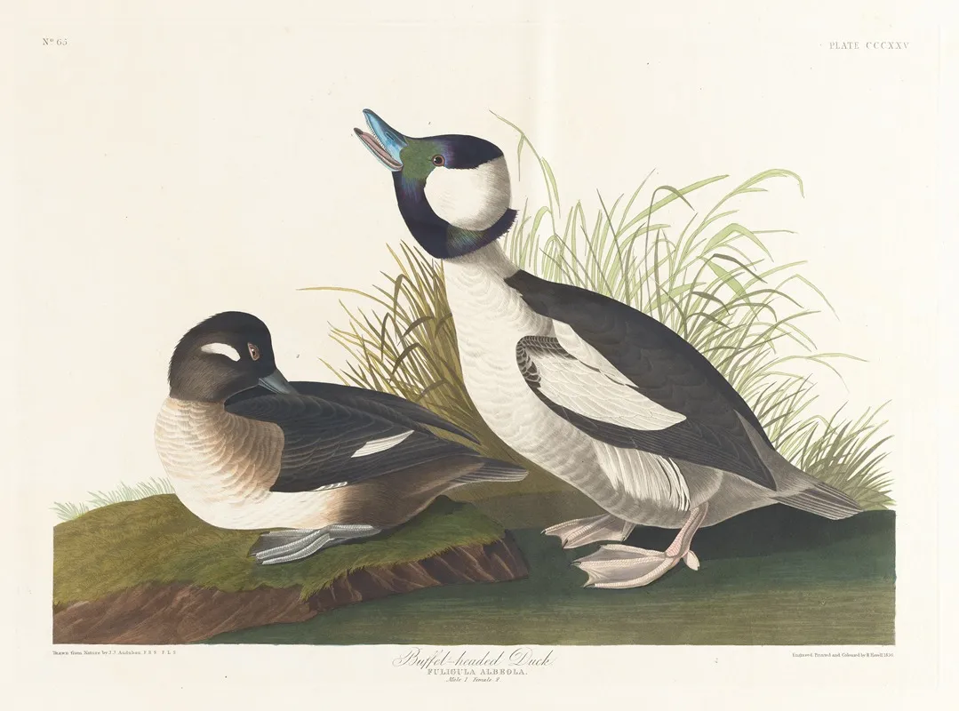 Buffet Headed Duck Wall Art by John James Audubon - High-Resolution Digital Print