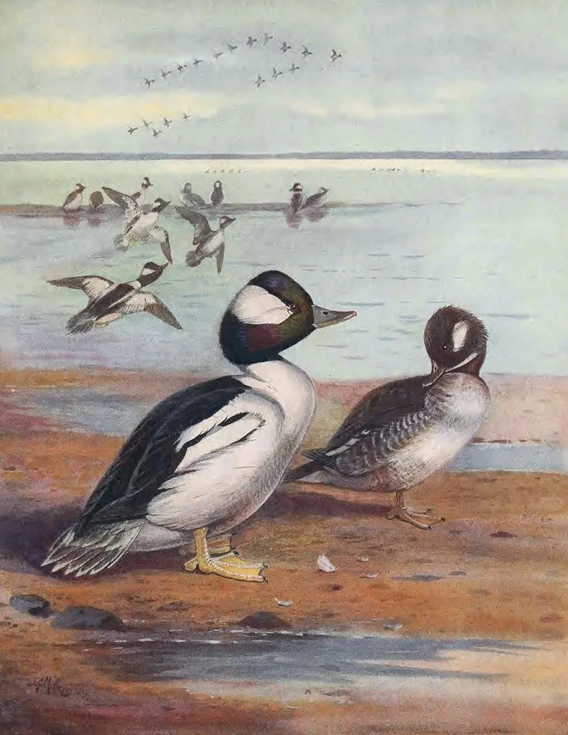 Buffle Headed Duck Wall Art by John Guille Millais - High-Resolution Digital Print
