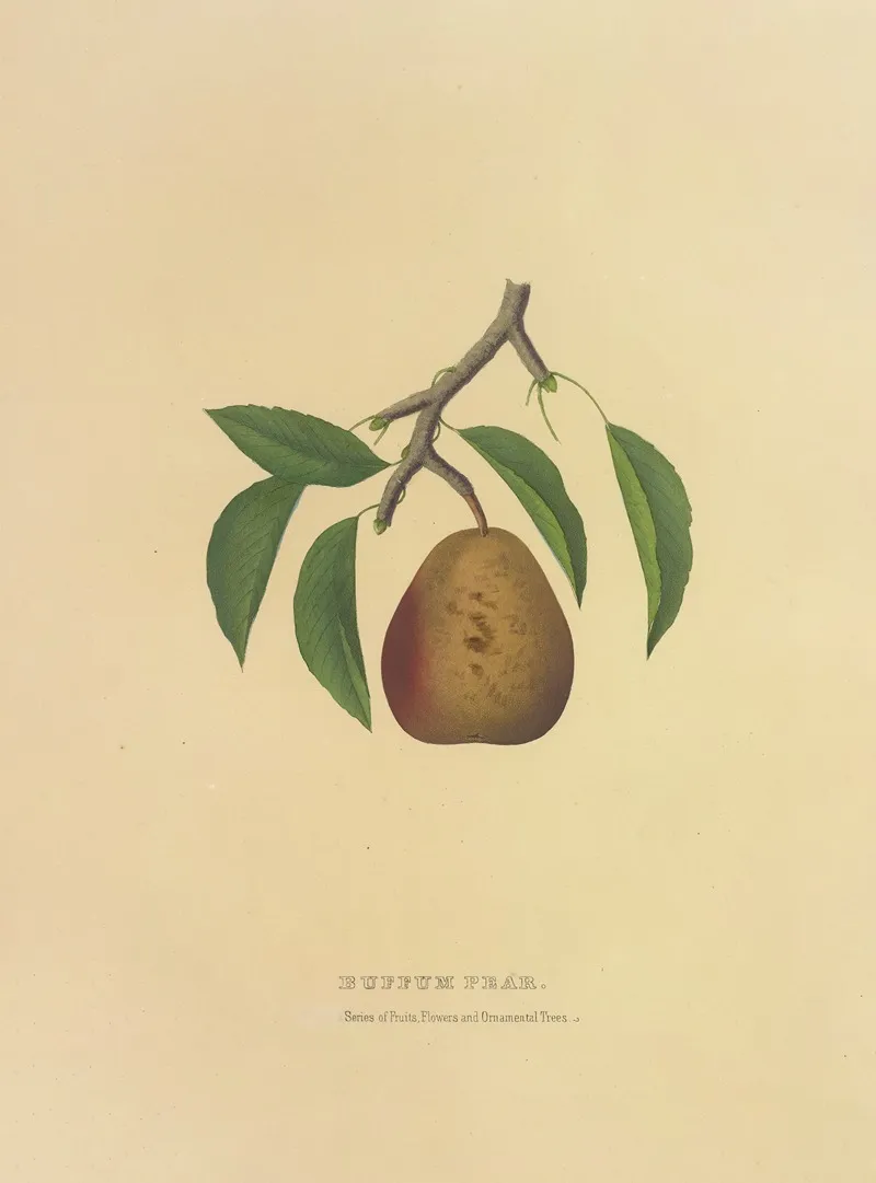 Buffum Pear Wall Art by Dellon Marcus Dewey - High-Resolution Digital Print