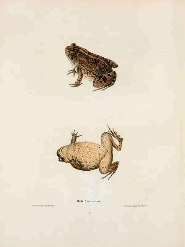 Bufo Americanus 2 Wall Art by John Edwards Holbrook - High-Resolution Digital Print