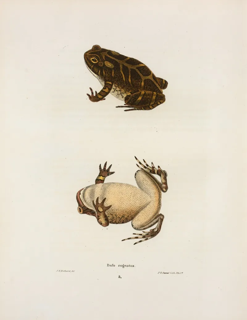 Bufo Cognatus 2 Wall Art by John Edwards Holbrook - High-Resolution Digital Print