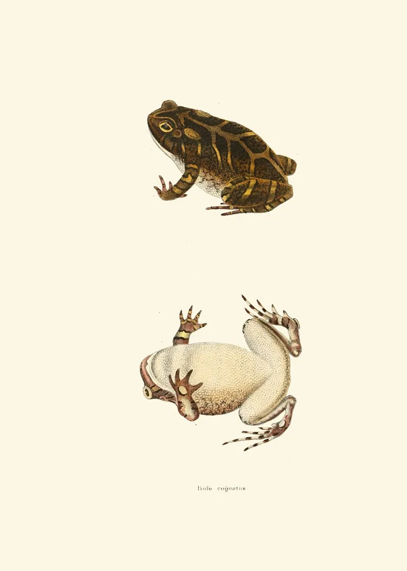 Bufo Cognatus Wall Art by John Edwards Holbrook - High-Resolution Digital Print