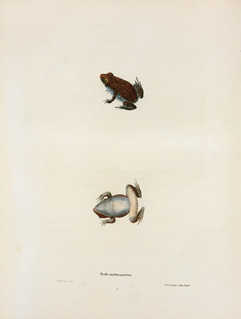 Bufo Erythronotus 2 Wall Art by John Edwards Holbrook - High-Resolution Digital Print