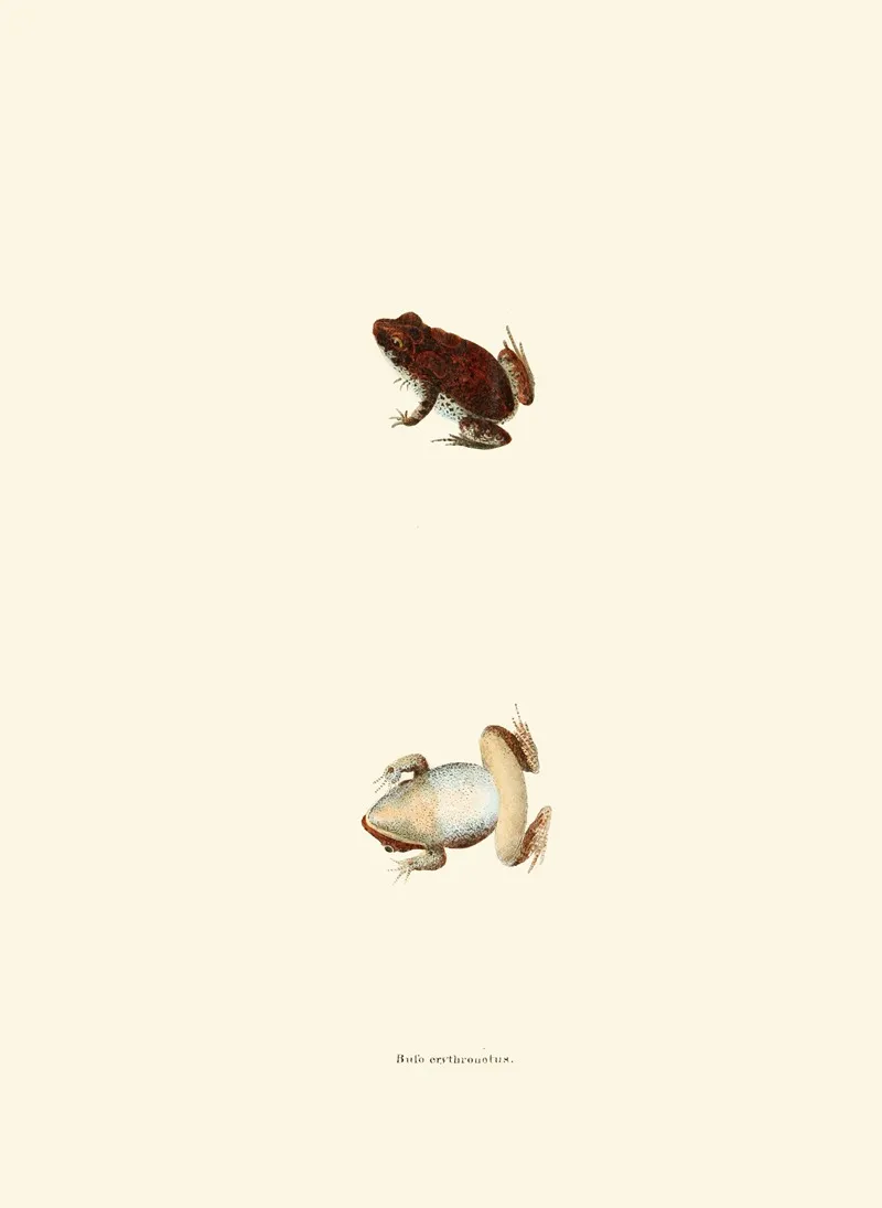 Bufo Erythronotus Wall Art by John Edwards Holbrook - High-Resolution Digital Print