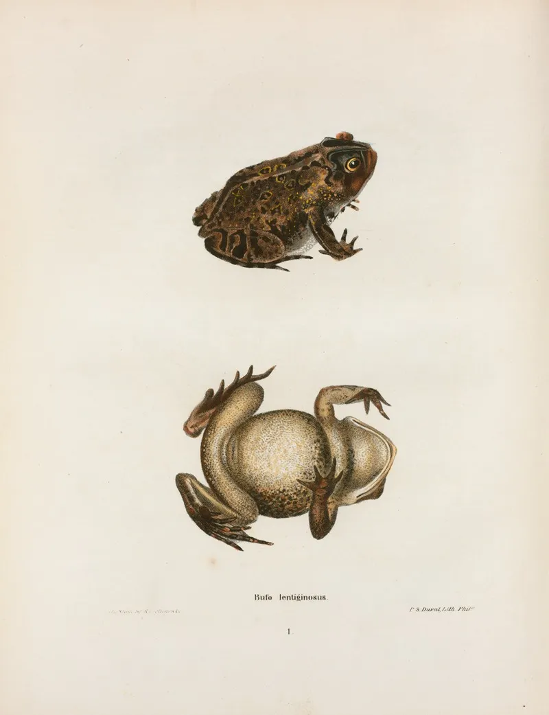 Bufo Lentiginosus 2 Wall Art by John Edwards Holbrook - High-Resolution Digital Print