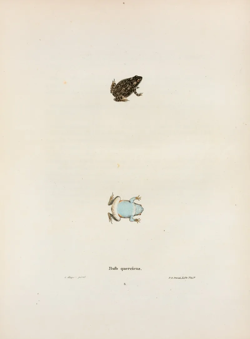 Bufo Quercicus 2 Wall Art by John Edwards Holbrook - High-Resolution Digital Print