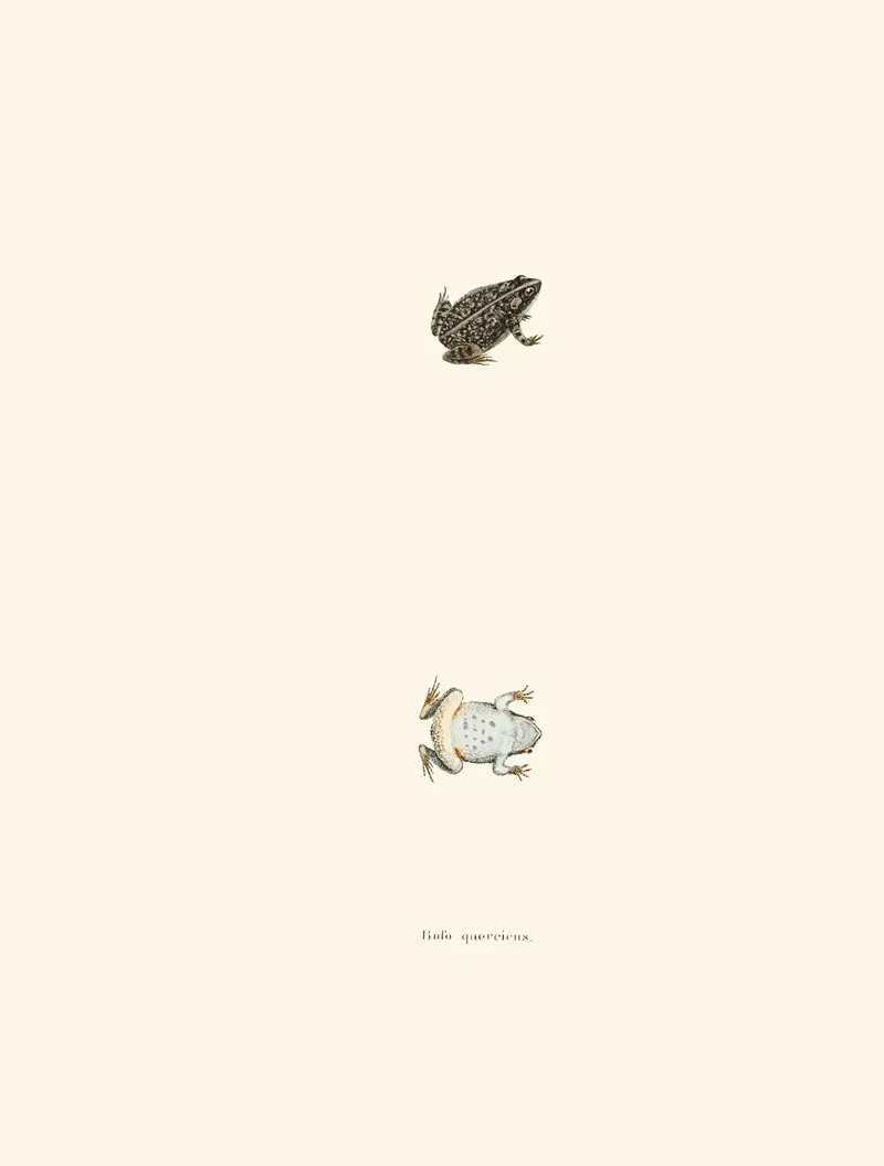 Bufo Quercicus Wall Art by John Edwards Holbrook - High-Resolution Digital Print