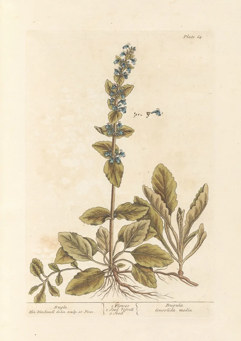 Bugle Wall Art by Elizabeth Blackwell - High-Resolution Digital Print