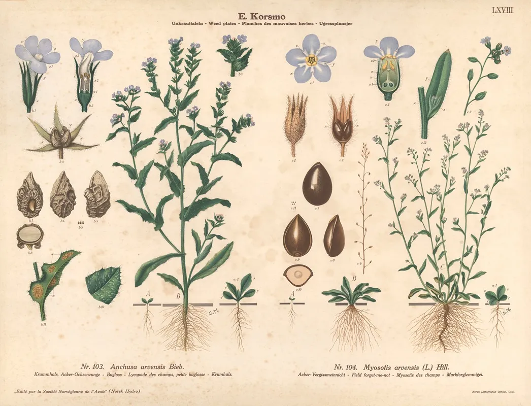Bugloss Field Forget Me Not Wall Art by Sara Mørk - High-Resolution Digital Print
