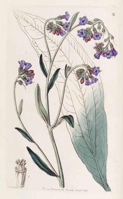 Bugloss Flowered Houndstongue Wall Art by Sydenham Edwards - High-Resolution Digital Print